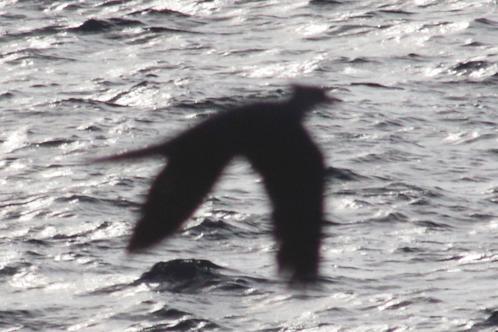 Crested Cuckoo-Dove photo