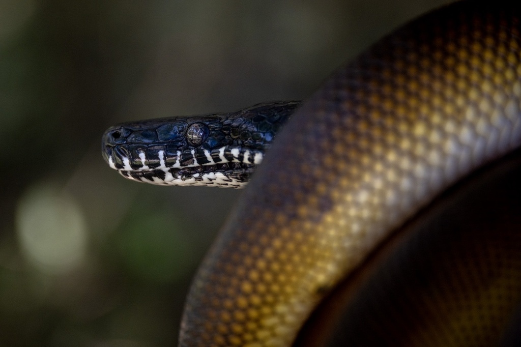 Northern White-lipped Python in December 2023 by Sean Rowan Laughlin ...