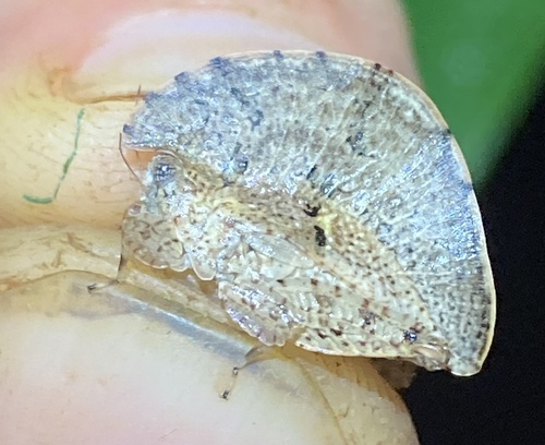 Trypophyllum glabrifrons