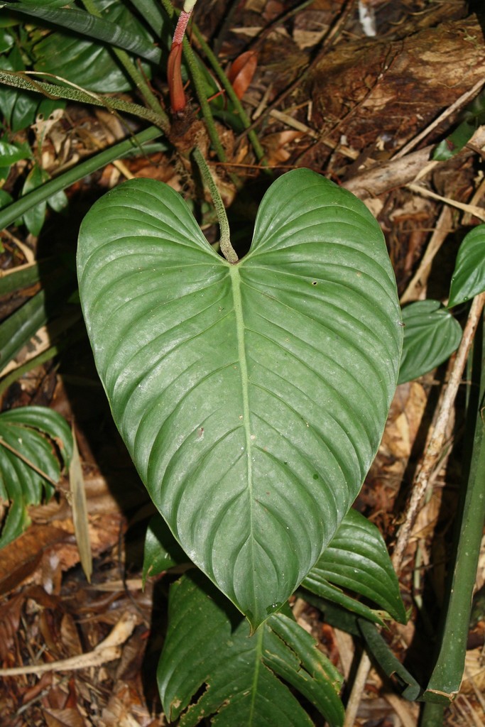 Photos of Philodendron ornatum  iNaturalist