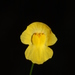 Utricularia gibba - Photo (c) Marco Pellegrini, όλα τα δικαιώματα διατηρούνται, uploaded by Marco Pellegrini