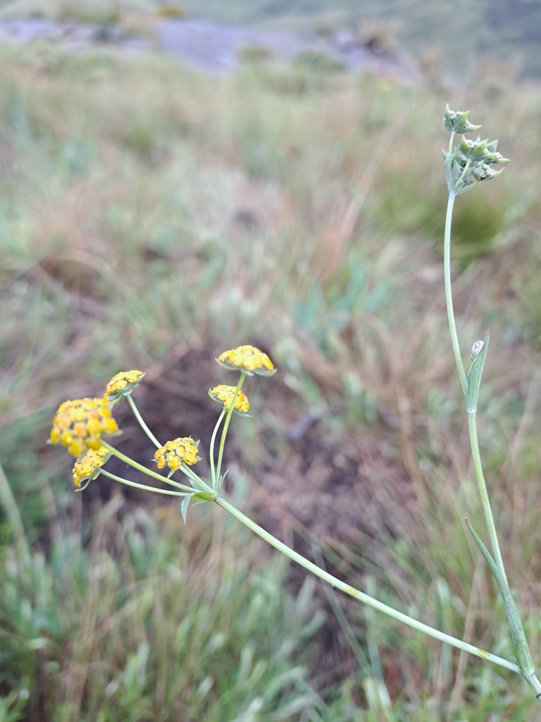 Bupleurum mundii from Maluti-a-Phofung Local Municipality, South Africa ...