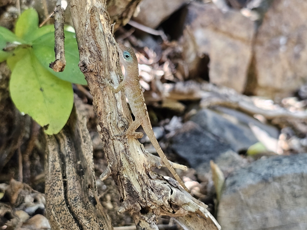 Bearded Anole
