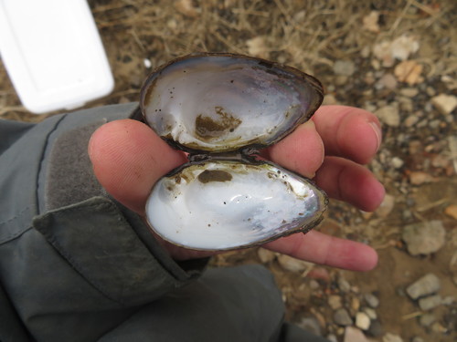 Clubshell Pearly Mussel