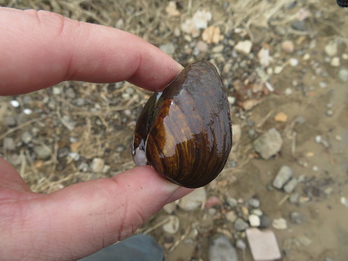 Clubshell Pearly Mussel