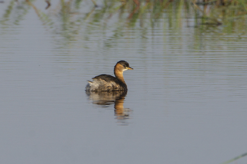 Little Grebe