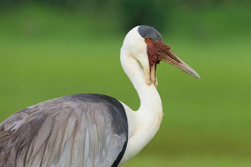 Wattled Crane