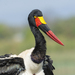 Saddle-billed Stork - Photo (c) Asrat Ayalew, all rights reserved, uploaded by Asrat Ayalew