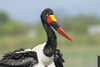 Saddle-billed Stork - Photo (c) Asrat Ayalew, all rights reserved, uploaded by Asrat Ayalew