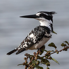 Pied Kingfisher - Photo (c) Thomas A. Driscoll, all rights reserved, uploaded by Thomas A. Driscoll