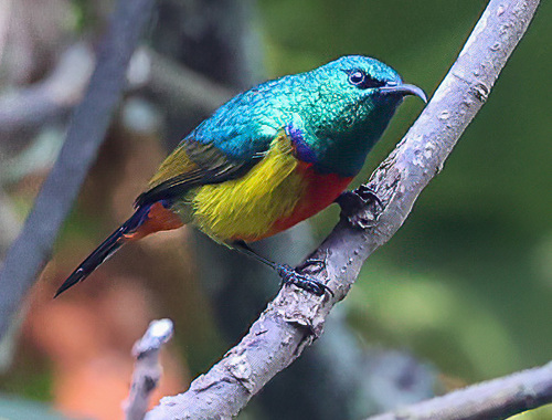 Regal Sunbird