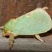 Thespea jade - Photo (c) Roger C. Kendrick, כל הזכויות שמורות, הועלה על ידי Roger C. Kendrick