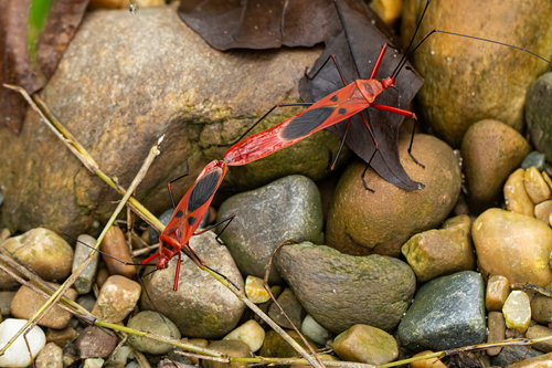 Macrocheraia grandis (Gray, 1832)