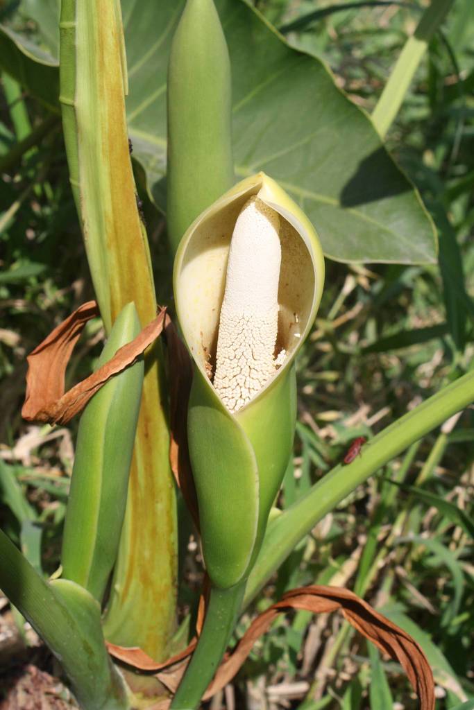Split-leaf philodendron