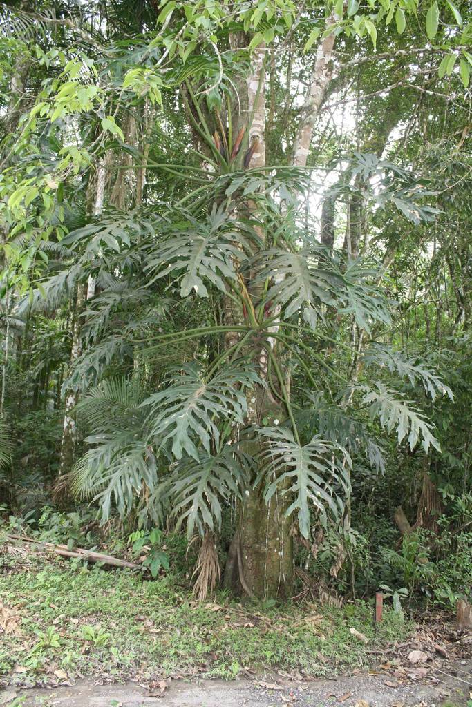 Philodendron bipinnatifidum