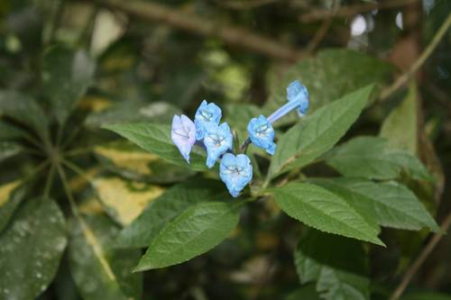 Stachytarpheta speciosa