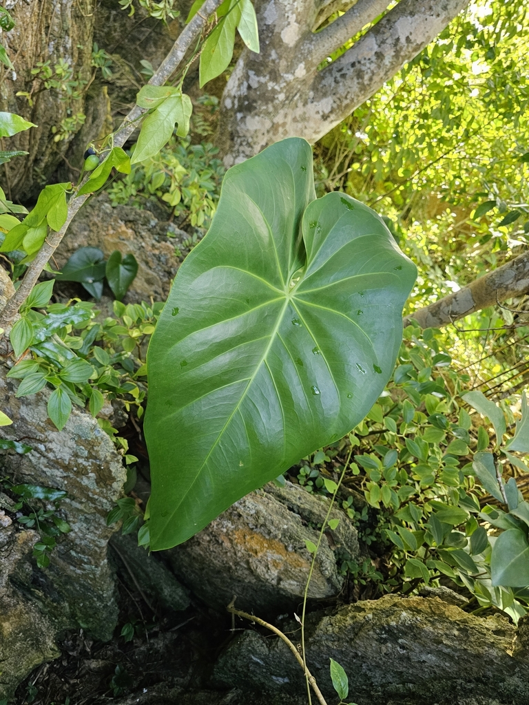 Organ Mountain Laceleaf (Anthurium cordatum)  iNaturalist