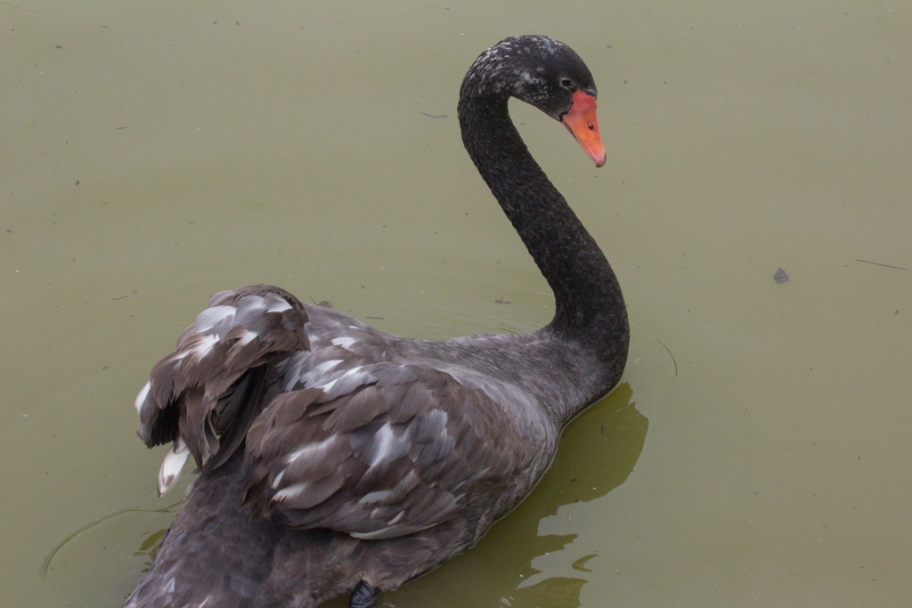 Black × Mute Swan (Hybrid Cygnus atratus × olor) · iNaturalist