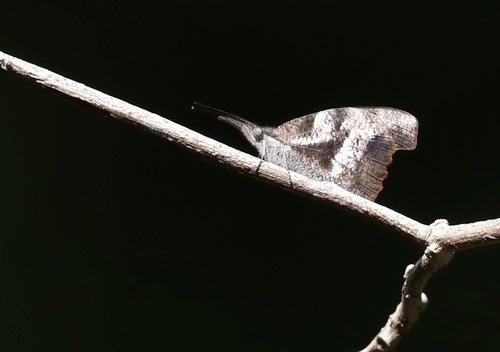 Dominican Snout