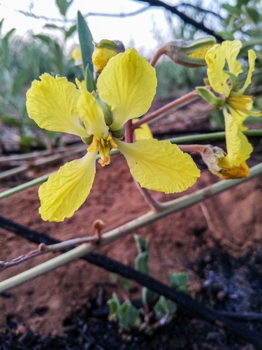 Marama Bean