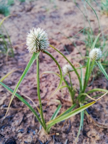 White Flat-Sedge