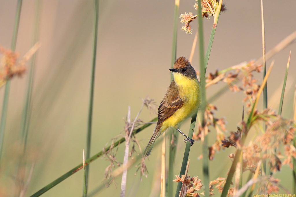 Ticking Doradito photo