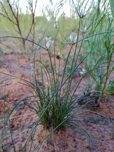 Cyperus margaritaceus
