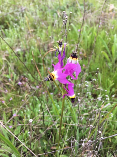 iNaturalist observation photo of Primula clevelandii patula