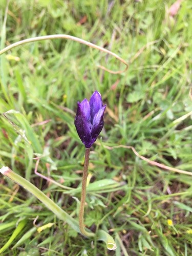 iNaturalist observation photo of blue dicks