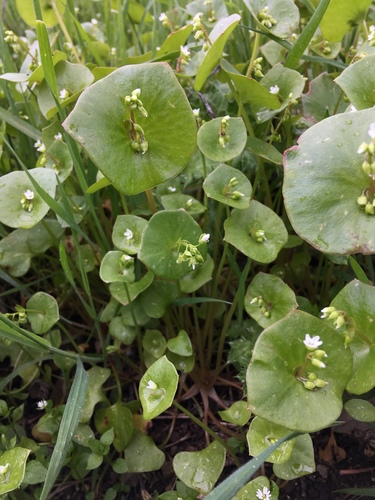 iNaturalist observation photo of miner's lettuce