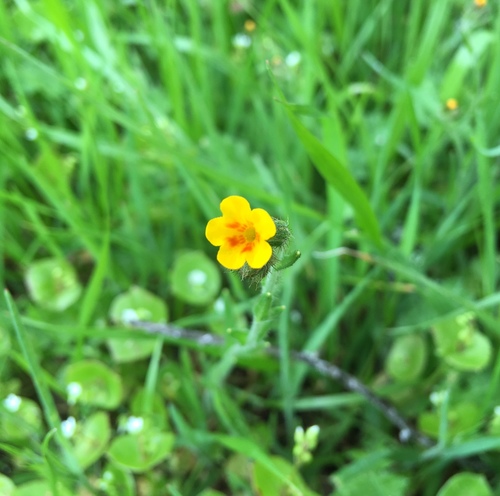 iNaturalist observation photo of Fiddlenecks