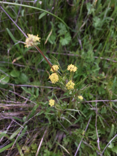 iNaturalist observation photo of Poison sanicle