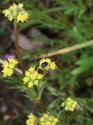 iNaturalist observation photo of Beetles