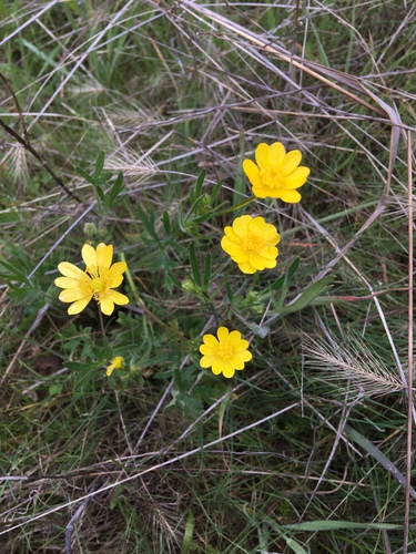 iNaturalist observation photo of buttercups