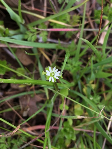 iNaturalist observation photo of common chickweed
