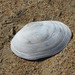Cape Otter Shell - Photo (c) Georg H. Engelhard, all rights reserved, uploaded by Georg H. Engelhard