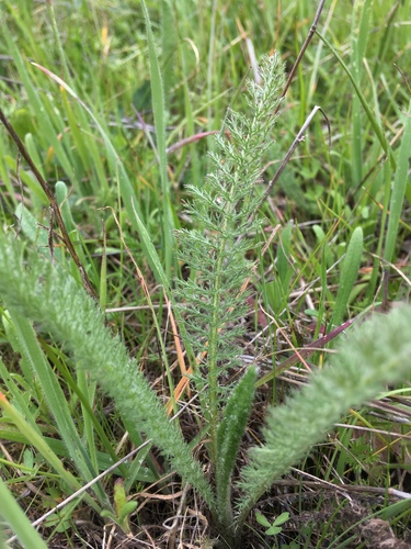 iNaturalist observation photo of common yarrow