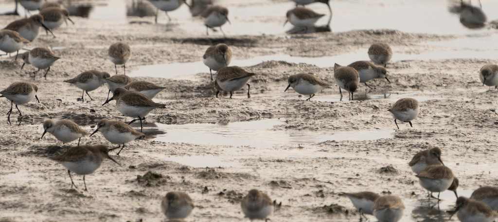 Western Sandpiper from Elsie Roemer Bird Sanctuary, Alameda, CA 94501 ...