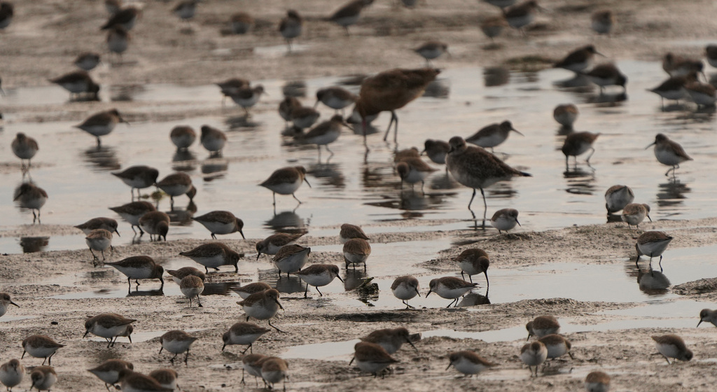 Long-billed Dowitcher from Elsie Roemer Bird Sanctuary, Alameda, CA ...