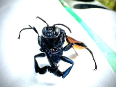 Image of Acanthopus palmatus