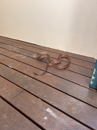Brown Tree Snake sighting