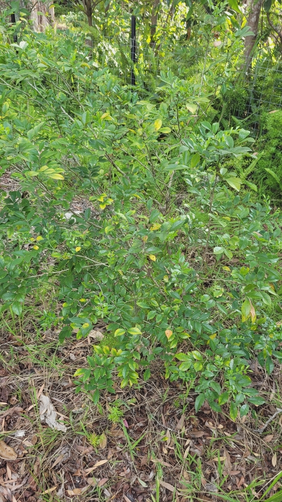 Orange Jasmine from Coral Cres before Agate Ave, Pearl Beach NSW 2256