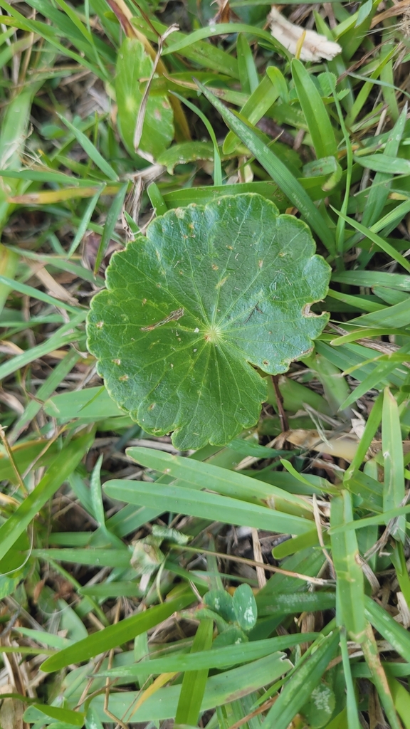 largeleaf pennywort from Coral Cres before Agate Ave, Pearl Beach NSW