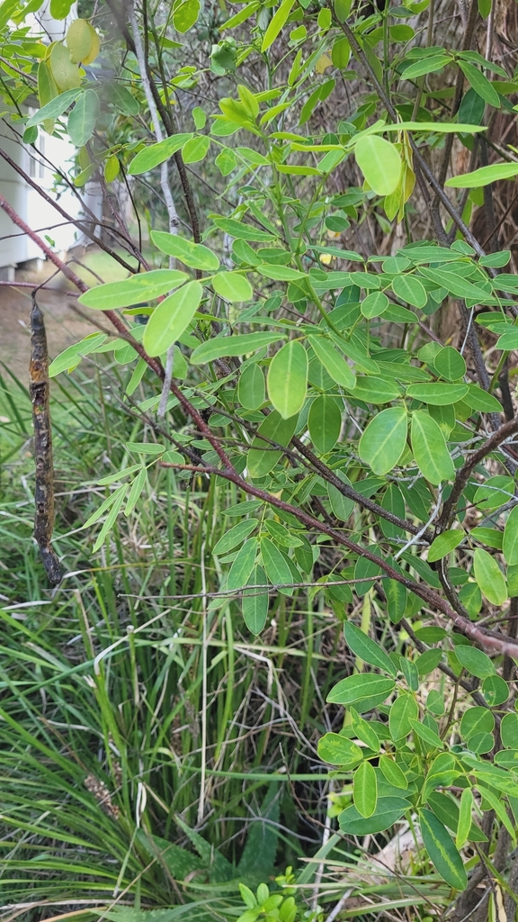 Christmas Senna from Coral Cres before Agate Ave, Pearl Beach NSW 2256
