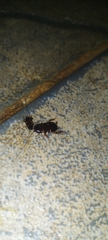 Periplaneta australasiae image