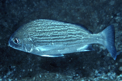 Pomadasys punctulatus · iNaturalist Mexico