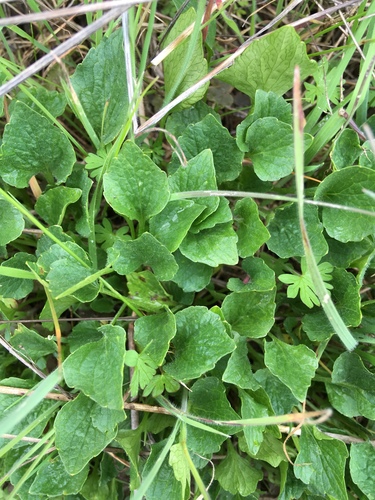 iNaturalist observation photo of California Golden Violet