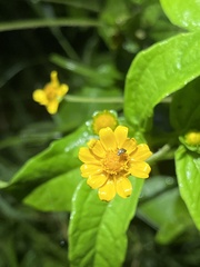 Melampodium divaricatum image