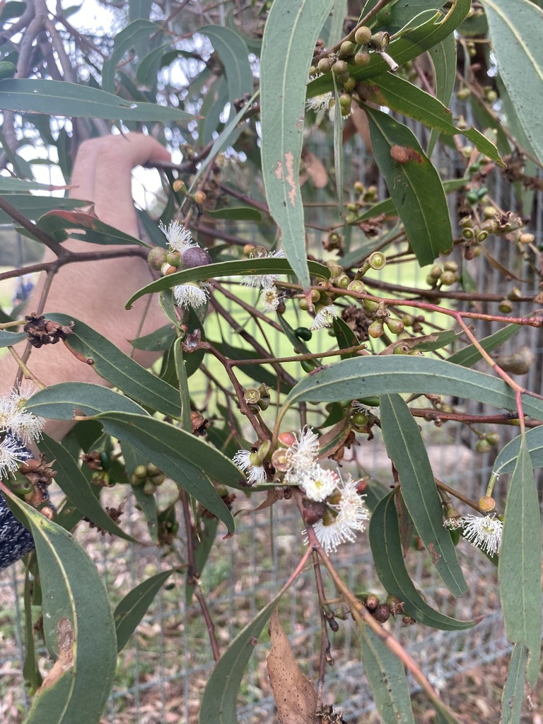 Mealy Stringybark from Anglesea Golf Club, Anglesea, VIC, AU on ...