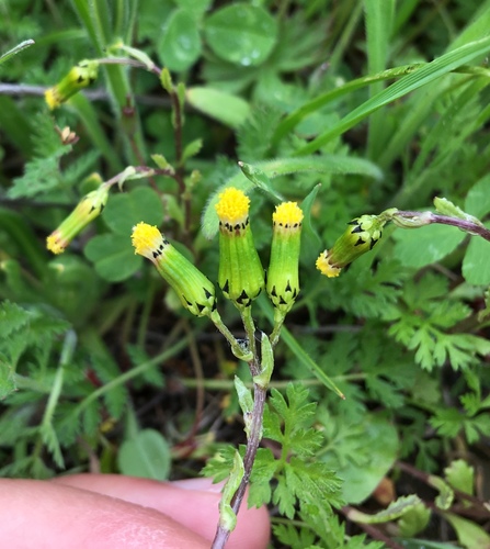iNaturalist observation photo of common groundsel